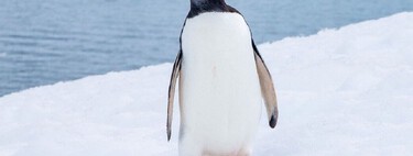 Cientistas identificaram uma nova espécie de pinguim em ilhas remotas ao norte da Antártida. É a primeira descoberta desse tipo em 100 anos 