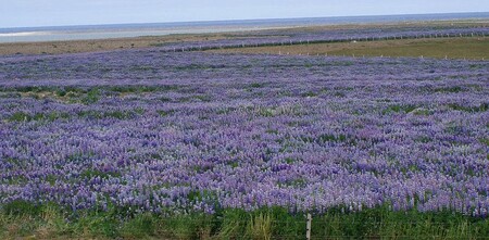 El famoso 'paisaje lunar' de Islandia se está volviendo de color púrpura debido a la introducción de una planta