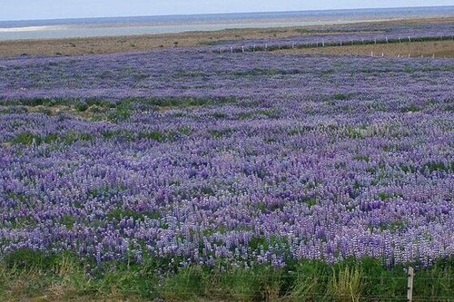 El famoso 'paisaje lunar' de Islandia se está volviendo de color púrpura debido a la introducción de una planta