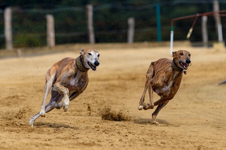 Galgos de carreras