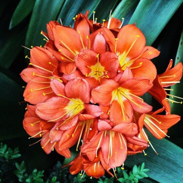 Las suculentas están bien, pero hay una alternativa mejor: la planta de flores naranjas ideal para pisos pequeños con poca luz 