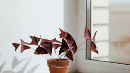 Como Cuidar Planta Mariposa