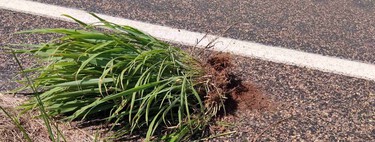 Australia lanza una alerta tras un hallazgo inusual en sus carreteras: la hierba gamba