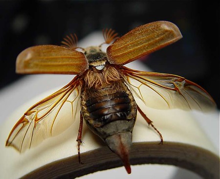 Éste es el primer animal no humano que se orienta mediante la Vía Láctea