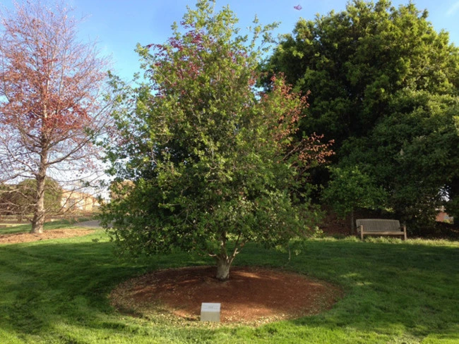 Arbol dedicado a Steve Jobs en el campus de Pixar
