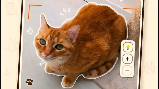 Catch Cat