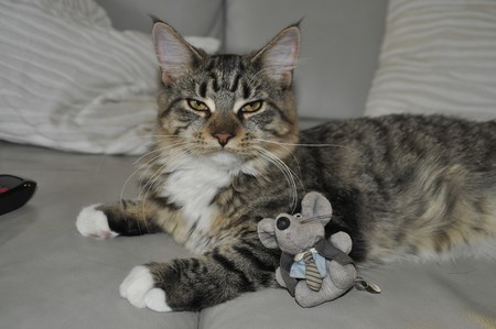 Un ingeniero ha creado una inteligencia artificial que evita que su gato le lleve animales muertos a casa