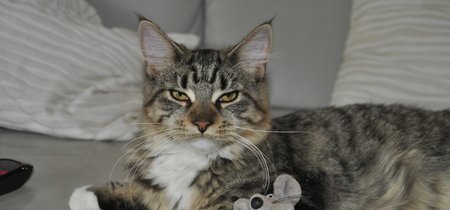 Un ingeniero ha creado una inteligencia artificial que evita que su gato le lleva animales muertos a casa