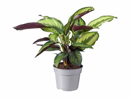 Calathea Lidl
