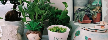 Cómo cuidar tus plantas durante las vacaciones para encontrarlas vivas al volver: el truco que no requiere pedirle favores a nadie 