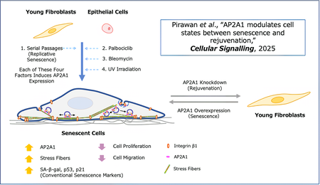 La Proteina Ap2a1 El Interruptor Del Envejecimiento