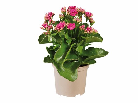 Kalanchoe Lidl