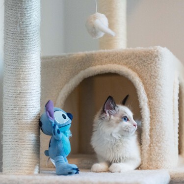 Si conoces a alguien que quiera cortar los bigotes o quitar las uñas de un gato, quizás este artículo pueda evitarlo