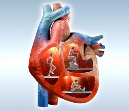La posición del cuerpo afecta a la frecuencia cardíaca