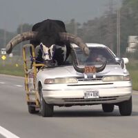 La policía para a un coche por llevar un toro Watusi descomunal de copiloto