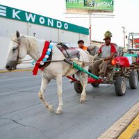 Más de 100 caballos y burros dejan de trabajar en las calles de Torreón gracias a un nuevo programa de movilidad para recolectores de basura