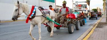 Más de 100 caballos y burros dejan de trabajar en las calles de Torreón gracias a un nuevo programa de movilidad para recolectores de basura