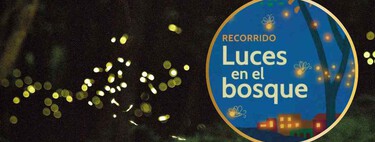 Ya no tienes que viajar a Tlaxcala: estas alcaldías de la CDMX tendrán espectáculos de luciérnagas