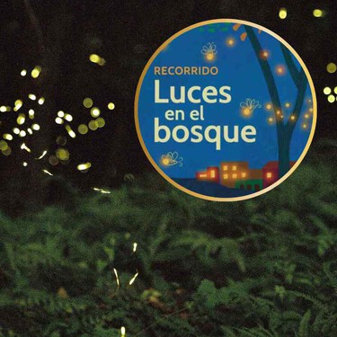 Ya no tienes que viajar a Tlaxcala: estas alcaldías de la CDMX tendrán espectáculos de luciérnagas