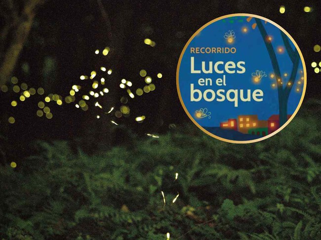 Ya no tienes que viajar a Tlaxcala: estas alcaldías de la CDMX tendrán espectáculos de luciérnagas