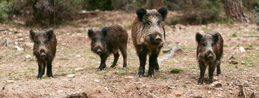 La peste porcina africana llega a la ciudad de Barcelona  y obliga a cerrar todo el Parque Natural de Collserola