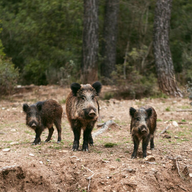 La peste porcina africana ya está en la ciudad de Barcelona  y obliga a cerrar todo el Parque Natural de Collserola