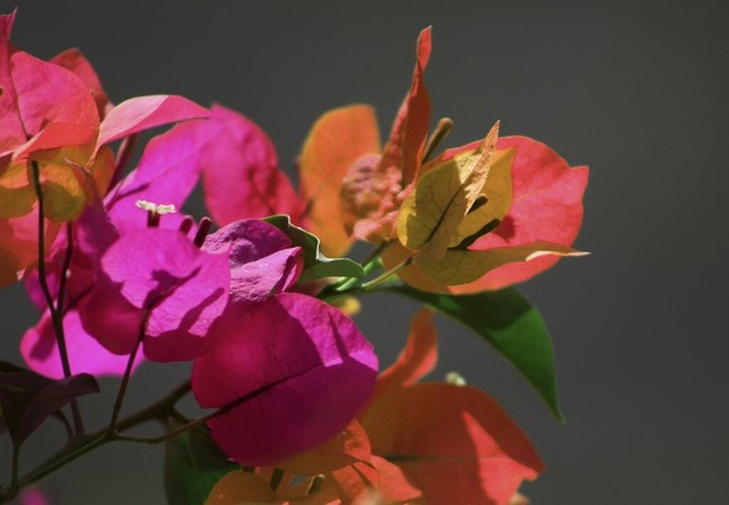 Colorantes naturales que puedes utilizar de forma segura para cocinar