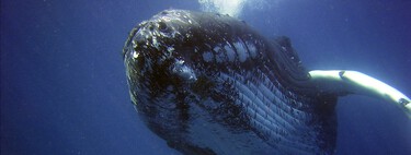 Los científicos que se empeñan en hablar con las ballenas, o cómo el machine learning podría ser la herramienta para traducir a los animales