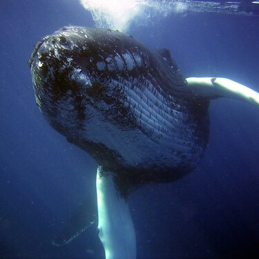 Los científicos que se empeñan en hablar con las ballenas, o cómo una IA parecida a la que usa ChatGPT podría ser la herramienta para traducir a los animales