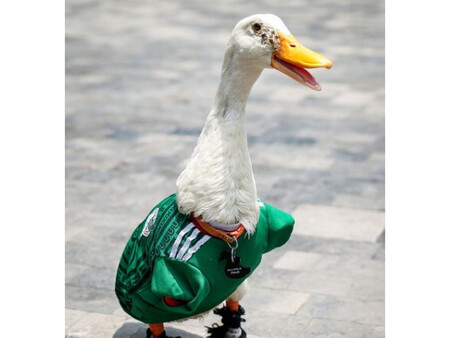 Patito 1