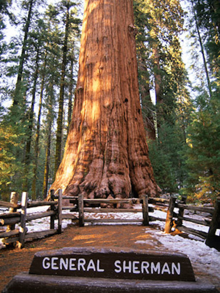 Roadside Generalsherman