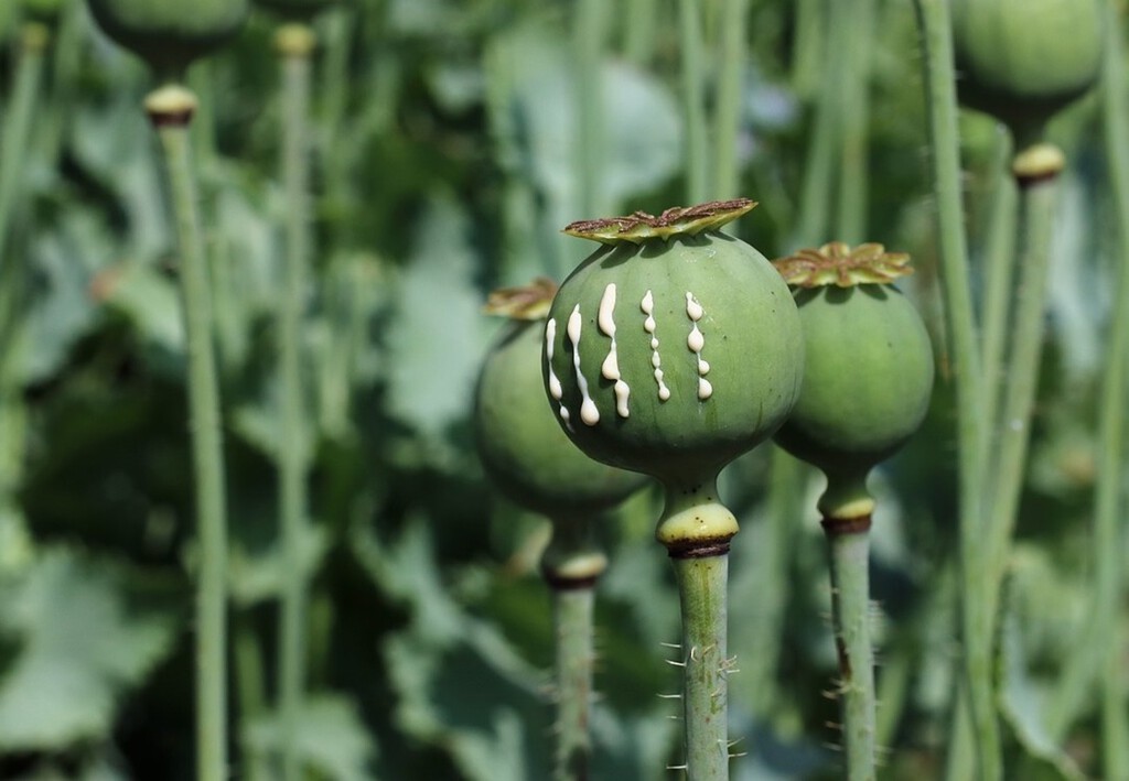 El negocio del opio legal: cómo España se ha convertido en una potencia mundial y meca de vampiros de la droga