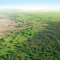 China plantó 66.000 millones de árboles donde antes solo había arena. Medio siglo después crecen más rápido que los bosques naturales