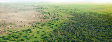 China plantó 66.000 millones de árboles donde antes solo había arena. Medio siglo después crecen más rápido que los bosques naturales