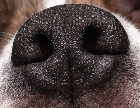 ¿Pueden los perros oler a las personas infectadas con coronavirus?