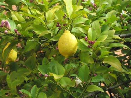 Citrus Limonum 3