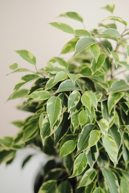 Ficus Benjamina