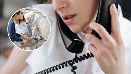 En Espana Si Tu Perro O Gato Enferma O Muere Tienes Que Gastar Dias De Vacaciones O Asuntos Propios Esto Puede Cambiar Pronto