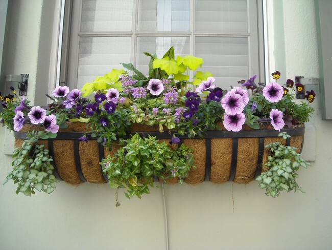 Nature Architecture Plant White House Flower 865044 Pxhere Com