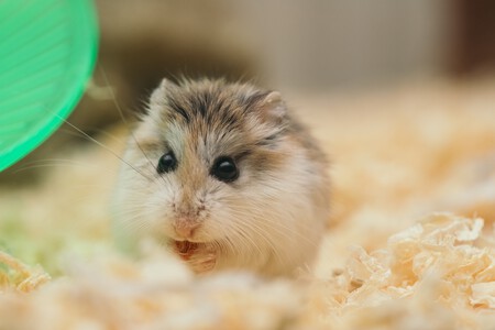Hámster comiendo