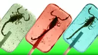 Dulces y golosinas con insectos