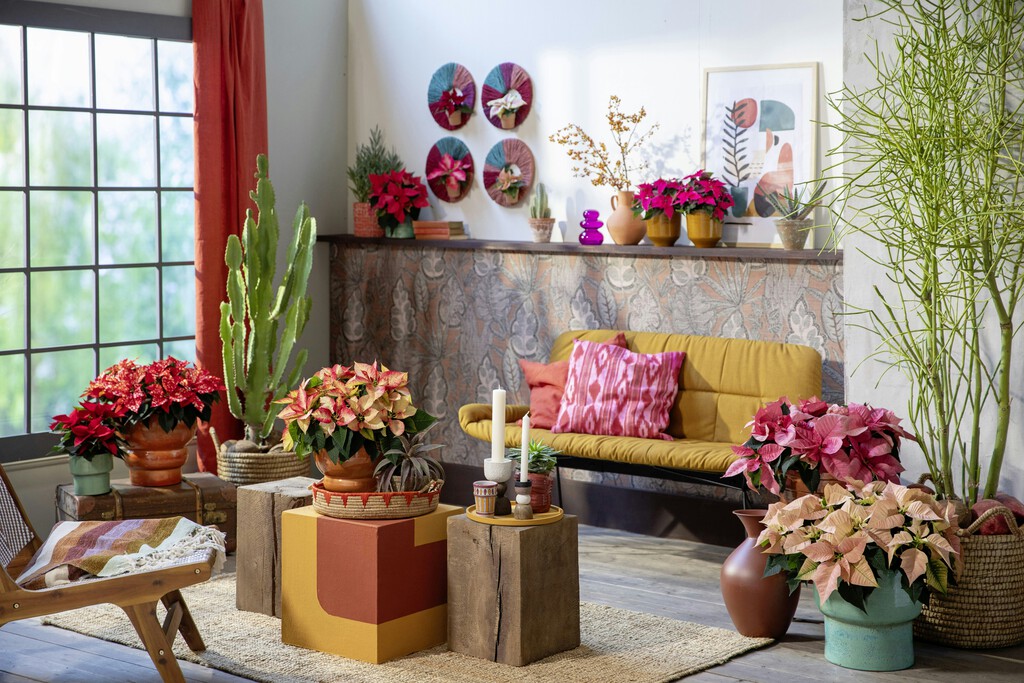 Lidl vende esta semana la planta que ocupa poco espacio y es ideal para decorar y dar armonía en salones pequeños: cuesta menos de 5 euros