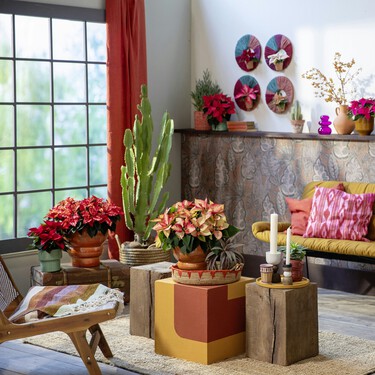 Lidl pone a la venta una planta fantasía ideal para decorar salones con poco espacio por menos de 5 euros 