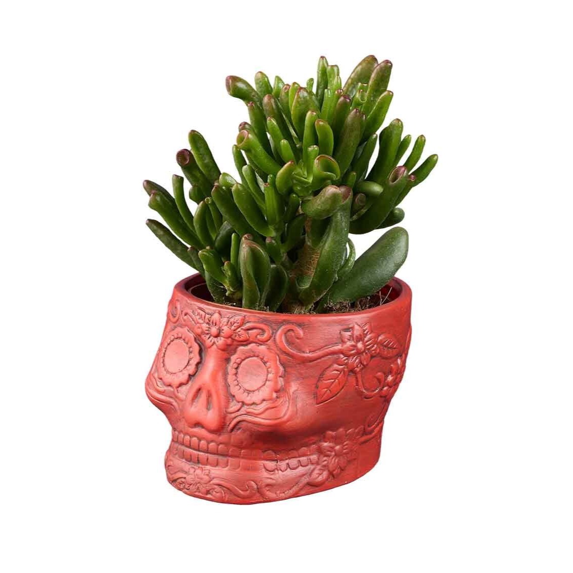 Planta catrina Halloween