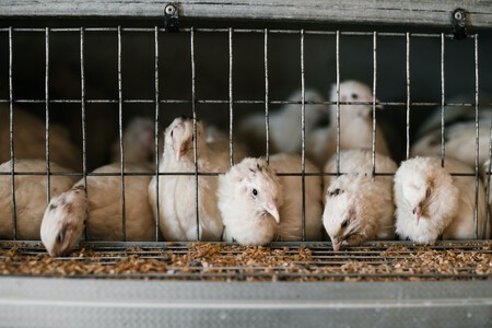 Animales enjaulados
