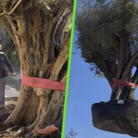 "Es extraordinario, no se hace todos los días": movieron un olivo de 500 años y 6,000 kilos para plantarlo en el jardín de una casa