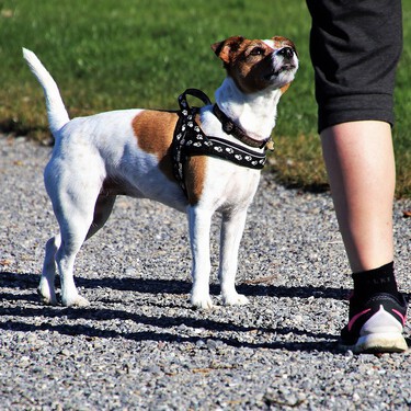 A qué horas se puede pasear con el perro suelto por El Retiro y los otros parques de Madrid