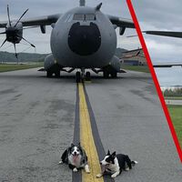 Ni cañonazos ni halcones, este aeropuerto tiene a dos perros Border Collie para evitar las colisiones de aviones con otros animales