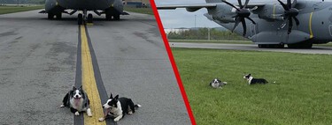 Ni cañonazos ni halcones, este aeropuerto tiene a dos perros Border Collie para evitar las colisiones de aviones con otros animales