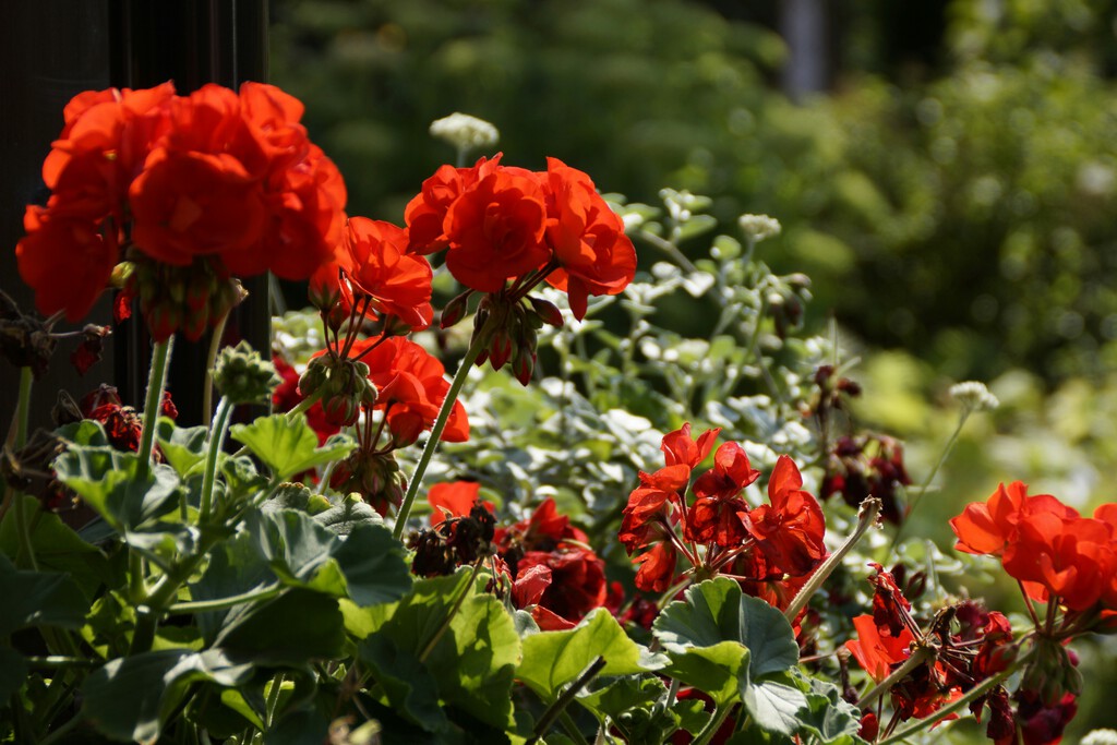 Los jardineros españoles se ponen de acuerdo: «Ni una vez cada semana ni cada tres días, este es el tiempo exacto que debe pasar para regar el geranio»